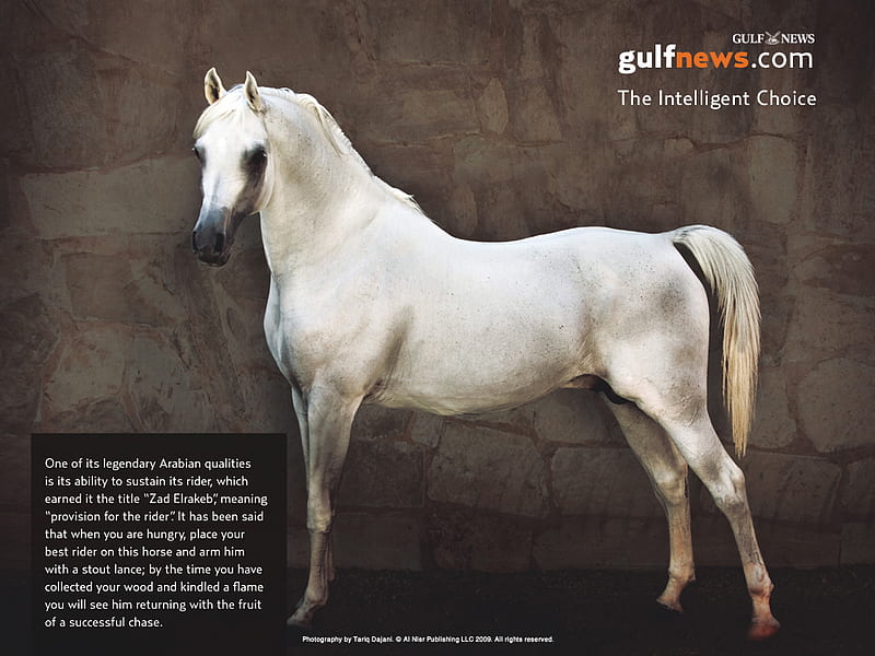 Arabian Legend, stallions, oriental, white, animals, horses, arabian, HD wallpaper