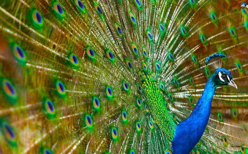 Peacock, bird, green, brown, orange, feather, tail, blue, HD wallpaper