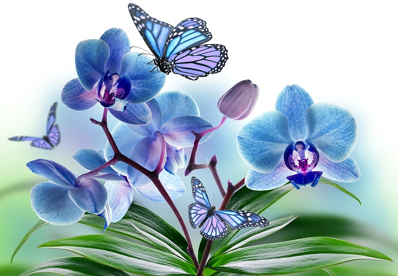 Orchids, butterfly, orchid, flower, arrangement, blue, HD wallpaper