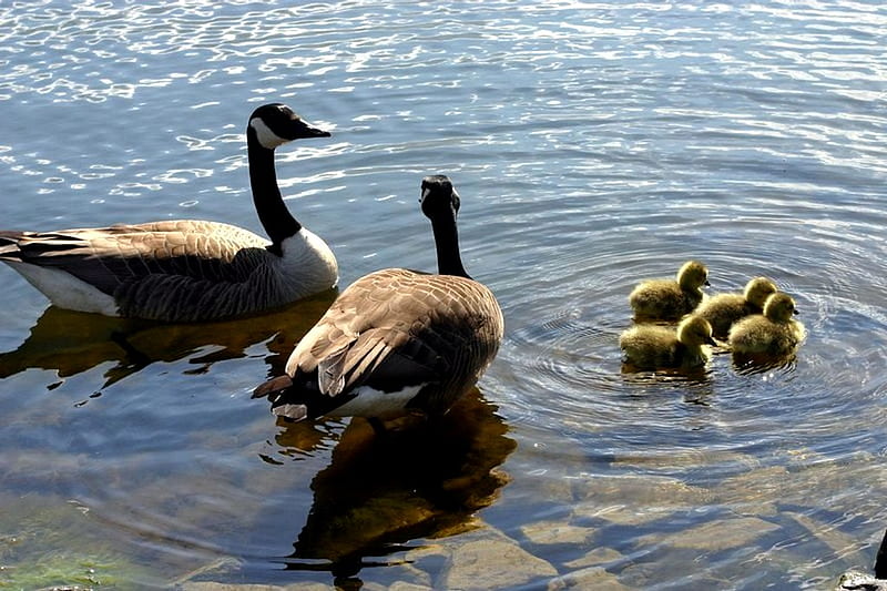 CANADIAN GEESE 9, babies, water, swimming, parents, HD wallpaper