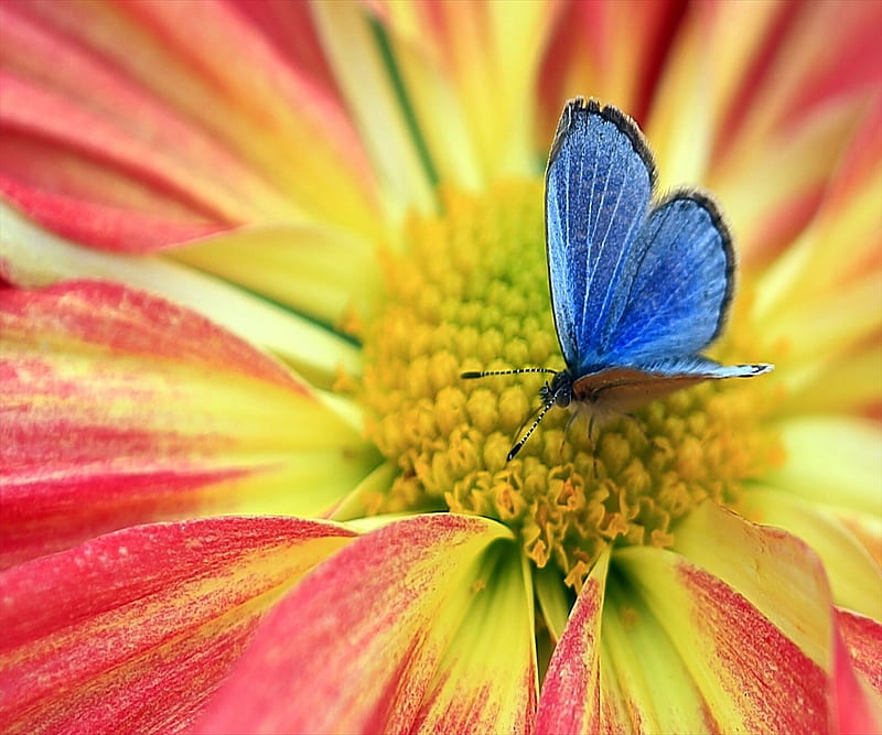 Butterfly, cute, flower, HD wallpaper | Peakpx