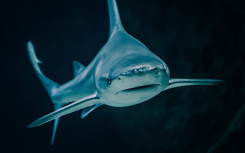 White shark, wildlife, underwater world, fish, sharks, Carcharodon carcharias, HD wallpaper