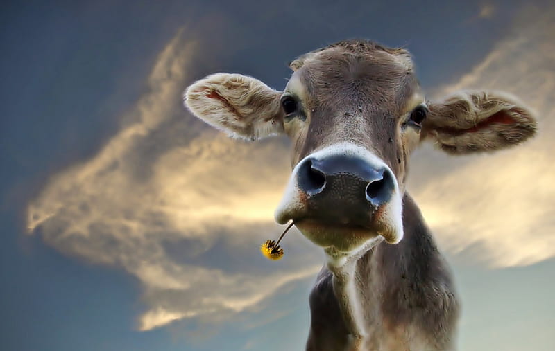Vaca - gracioso, flor, gracioso, cielo, vaca, Fondo de pantalla HD | Peakpx