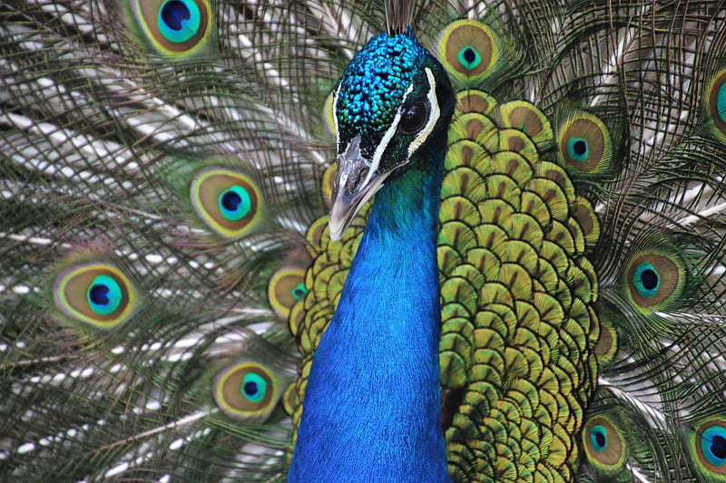 Blue and Yellow Peacock, HD wallpaper