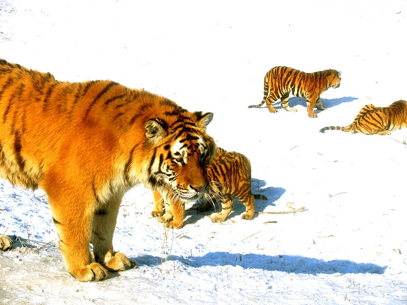 WILD FAMILY, tigers, cubs, snow, winter, HD wallpaper