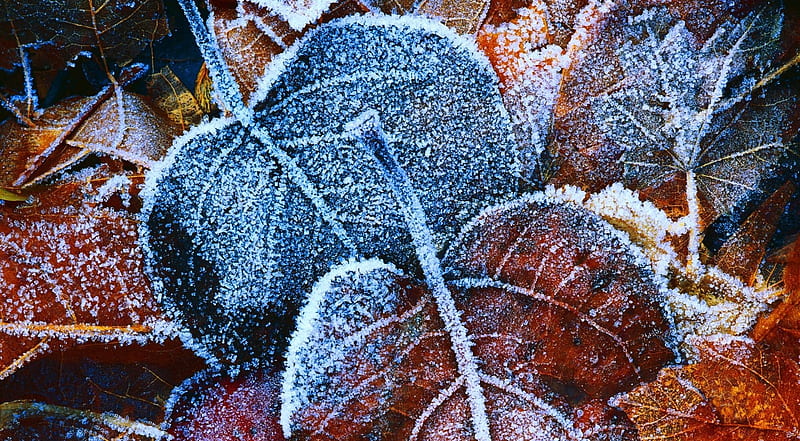 Frost leaves, leaf, hoar, fall, autumn, seasons, abstract, frosty, graphy, leaves nature, frozen, frost, HD wallpaper