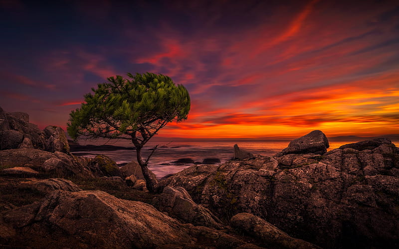 sunset, coast, sea, waves, lonely tree, HD wallpaper