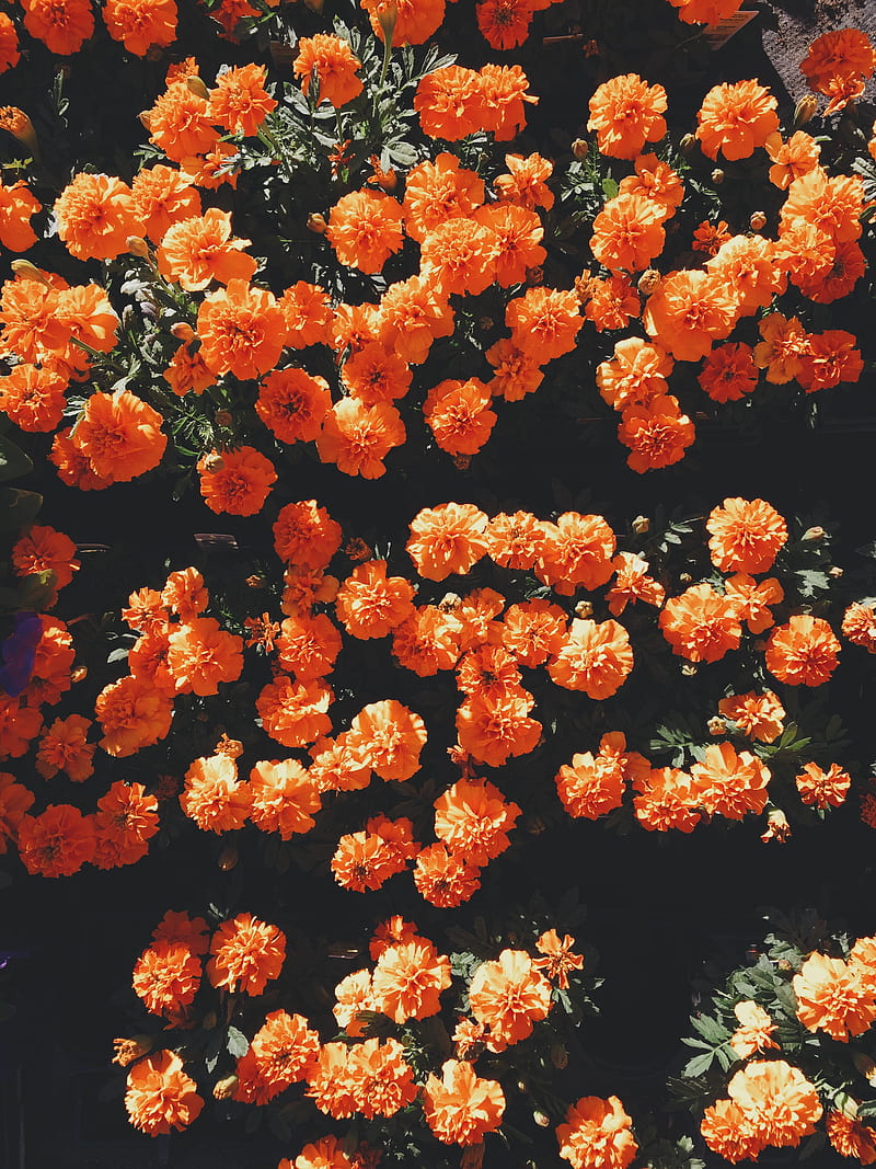 blooming orange petaled flowers at daytime, HD phone wallpaper