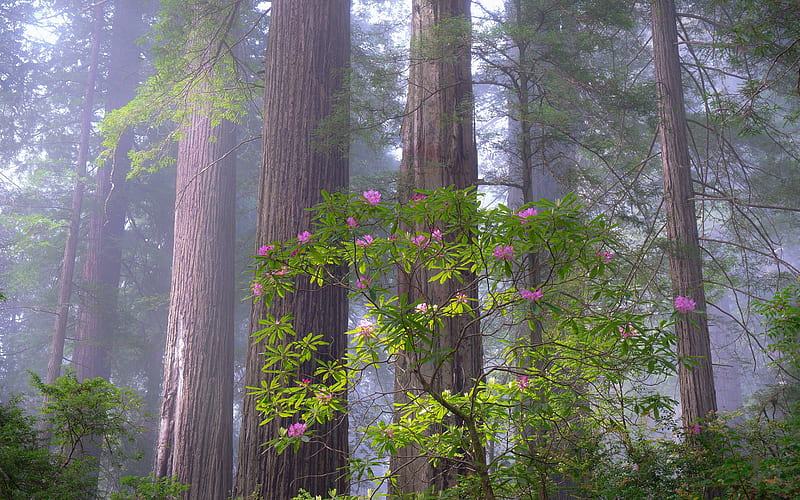 Trees, Tree, Bush, Flower, Forest, Haze, Nature, Rhododendron, HD wallpaper