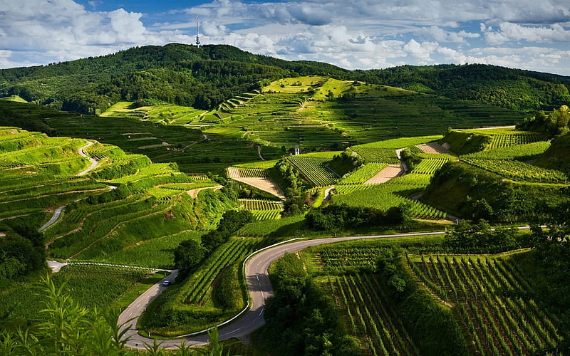 vineyards-Beautiful natural scenery, HD wallpaper