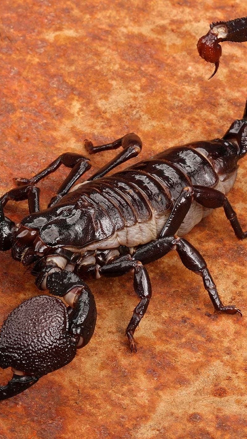 Scorpion, Heterometrus longimanus, heterometrus longimanus scorpion,  danger, HD phone wallpaper | Peakpx