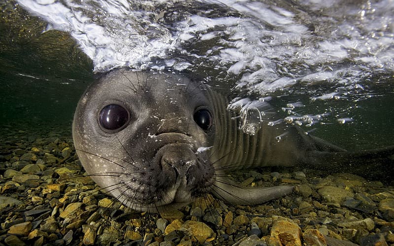 Nature, Sea, Seals, Ocean, Animal, Seal, Sea Life, HD wallpaper | Peakpx