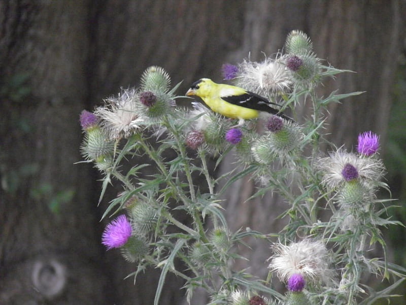 goldfinch, yellow, black, thistle, bird, HD wallpaper