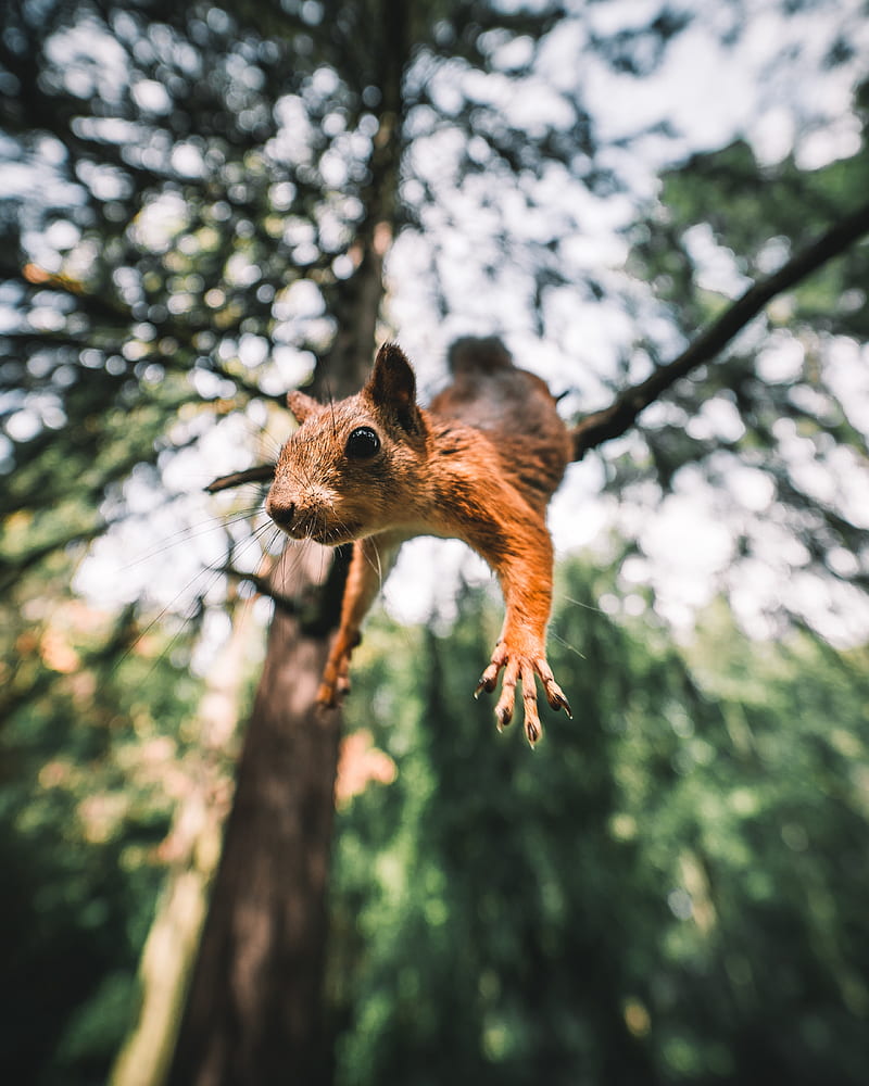 squirrel, rodent, funny, paws, jump, HD phone wallpaper