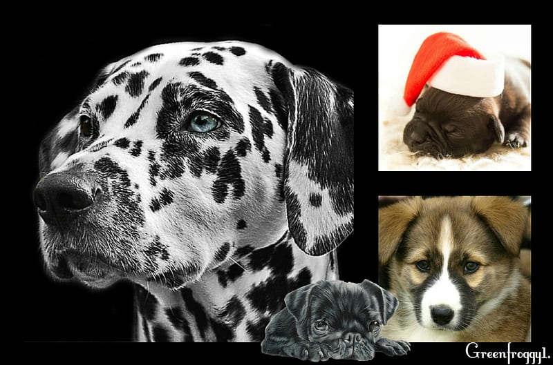 COLLAGE OF DOGS, DOG, CUTE, CREATION, COLLAGE, HD wallpaper COLLAGE OF DOGS, DOG, CUTE, CREATION, COLLAGE, HD wallpaper