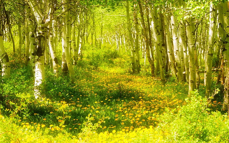 Sunny Spring Forest, birch forest, flowers, sunny, nature, spring, sunshine, forests, trees, HD wallpaper