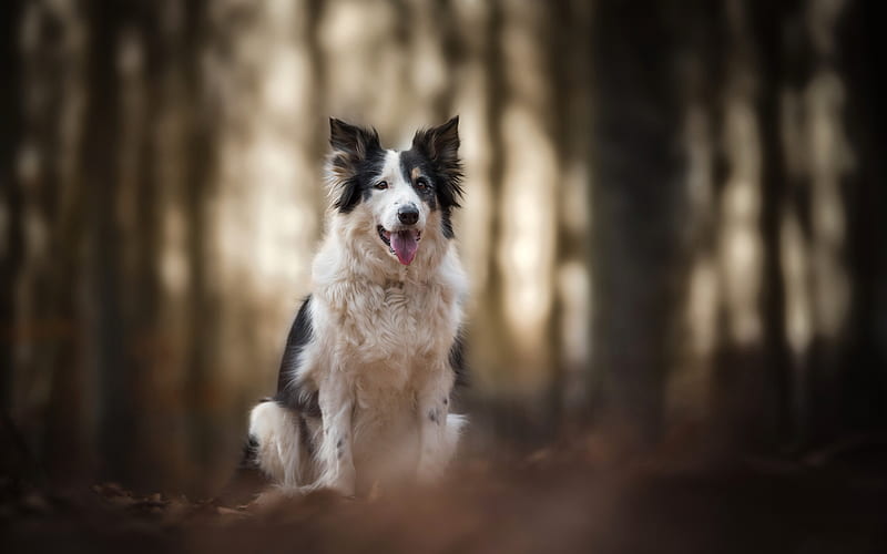 Border collie, big dog, forest, pets, dogs, HD wallpaper