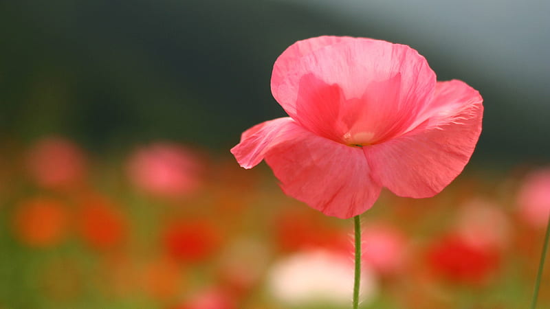 Beautiful Pink Poppy, poppy, lovely, lone, bonito, delicate, pink, HD wallpaper