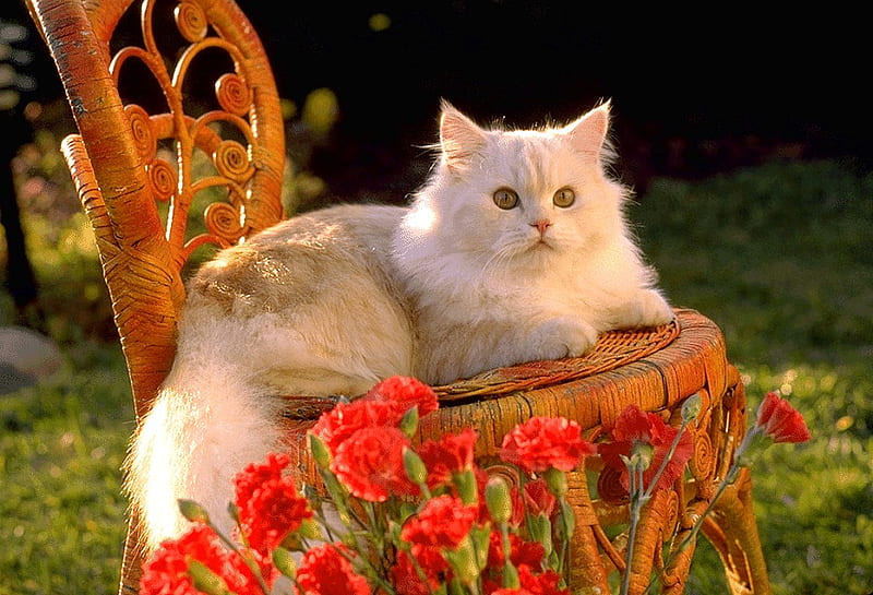 White Kitty Cat Cute Awesome Nature Chair White Cat Animal Hd