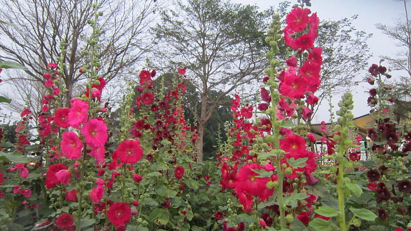 hollyhock, bonito, garden ornamental plants, Alcea rosea L, HD wallpaper