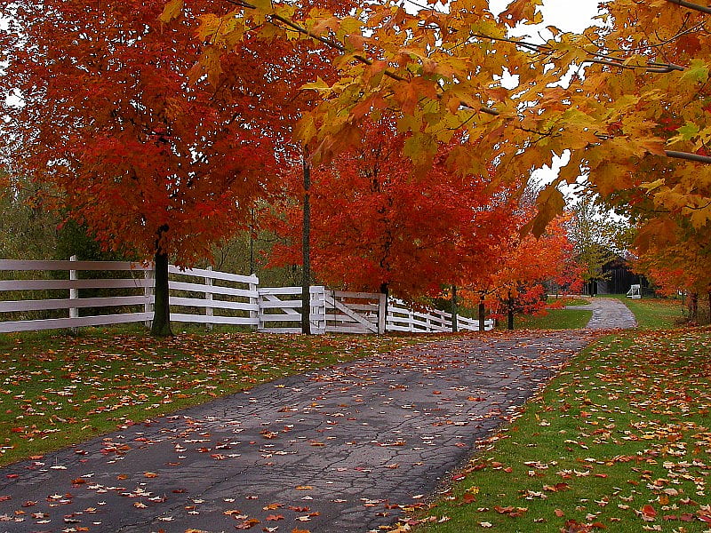 Maple Drive., drive, fence, fall, autumn, maple, leaf, tree, path ...