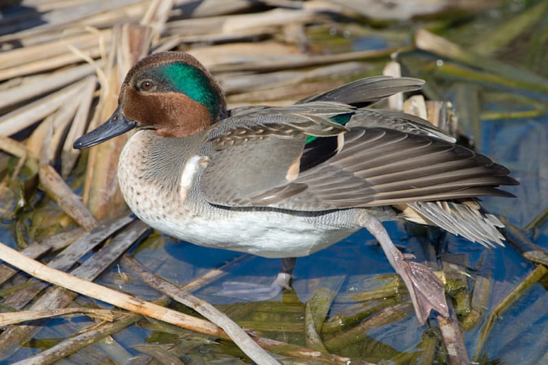 Green-winged teal, graphy, green-winged, bird, duck, wild, creation, teal, animals, HD wallpaper