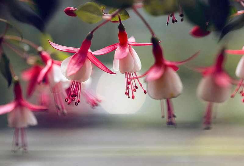 Blooming Fuchsia, Water, Reflection, Spring time, Summer, Flowers, HD wallpaper