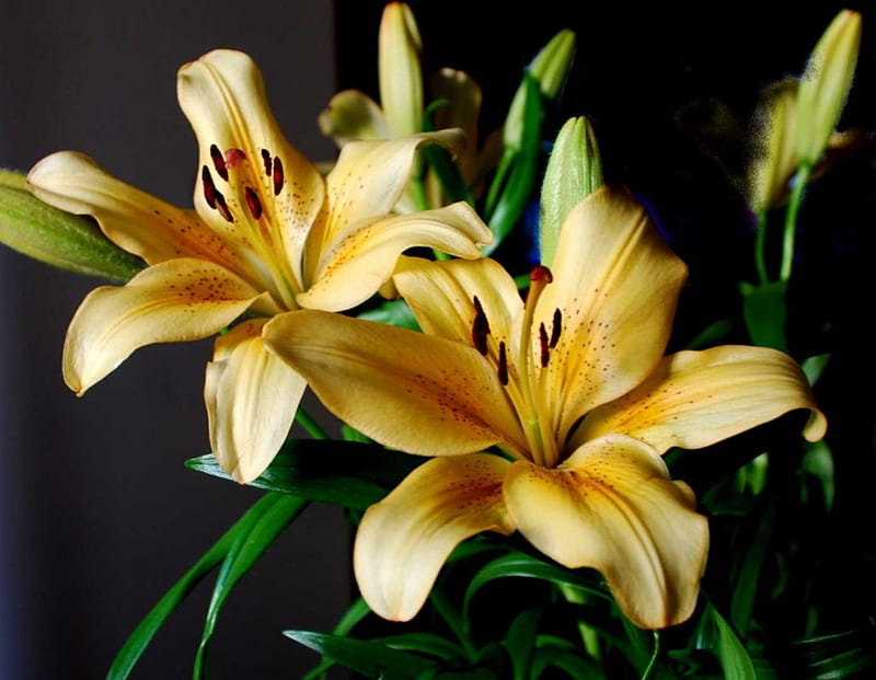 Yellow Lilies, flowers, yellow lily, HD wallpaper | Peakpx