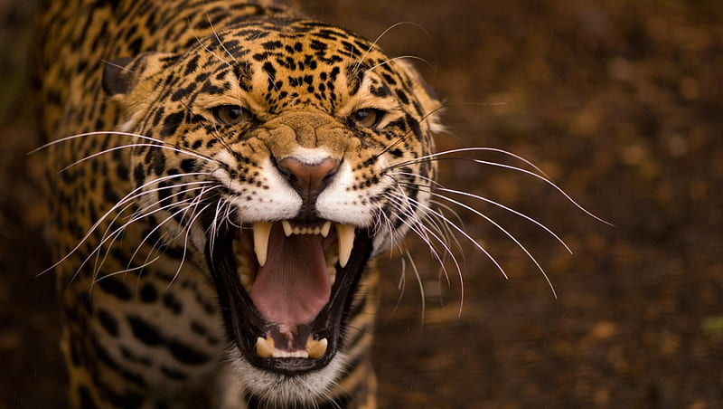 the fierce jaguar, leopard, special, bonito, predator, jungle, the, fierce, jaguar, hop, camaflauge, HD wallpaper