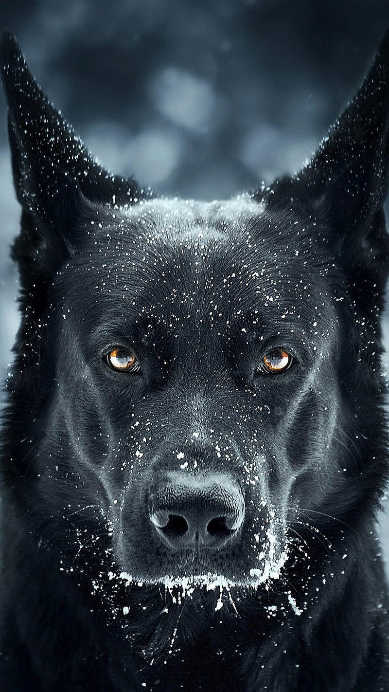 Black dog, animal, face, snow, HD phone wallpaper
