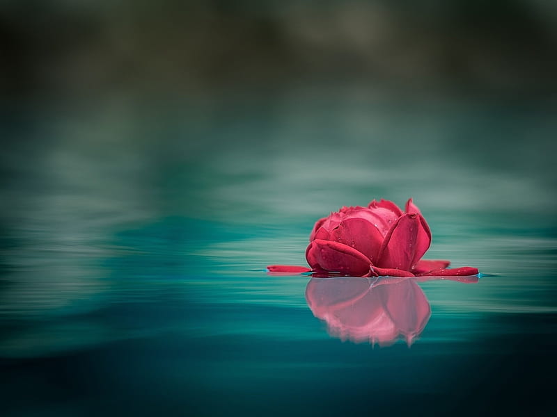 Reflection, water, rose, petals, roses, lake, HD wallpaper