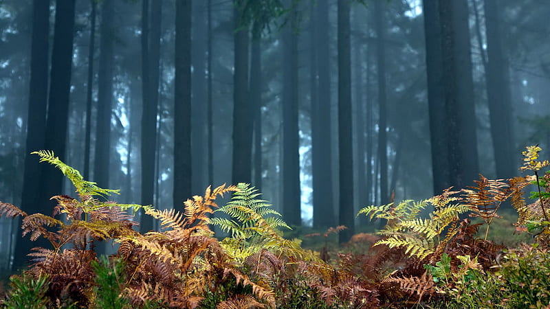 Fern Foreground Trees Wood Autumn Nature, HD wallpaper