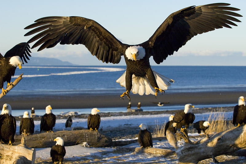 Proud Species, beach, eagles, bald eagle, ocean, birds, wildlife, animals, sea, HD wallpaper