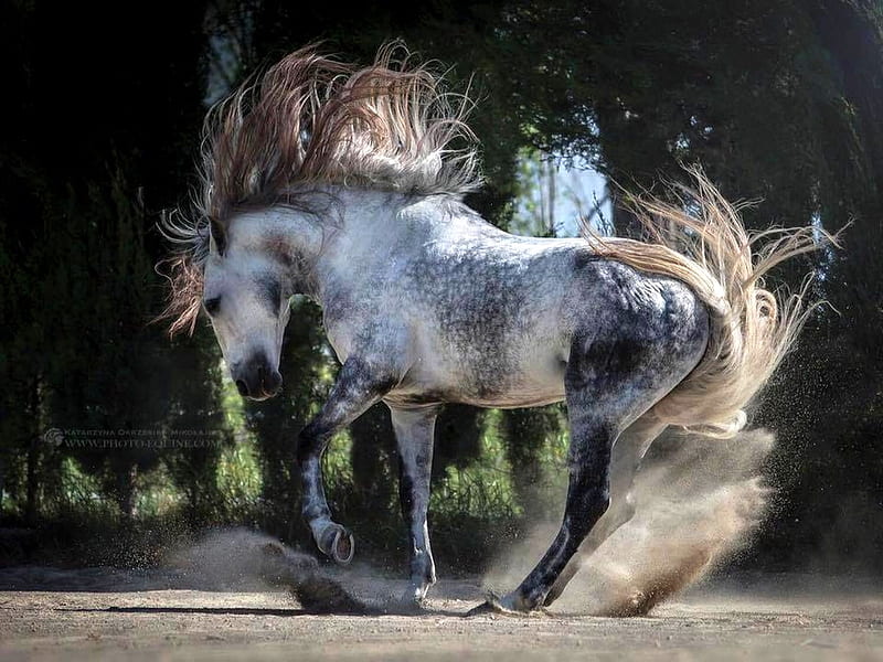 Mustang, gris, white, horse, wild, HD wallpaper