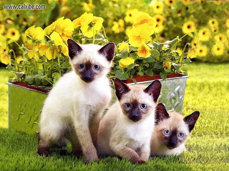 were three of a kind, cute, adorable, felines, siameese, HD wallpaper