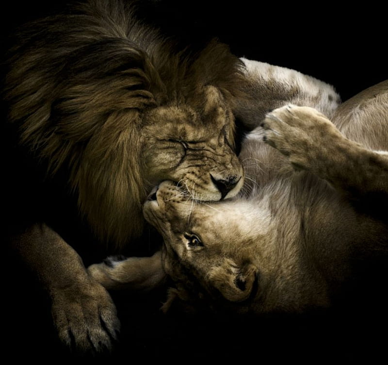 Lion's Love, friendship, love, cat, cats, lion, animal, lions, HD wallpaper  | Peakpx