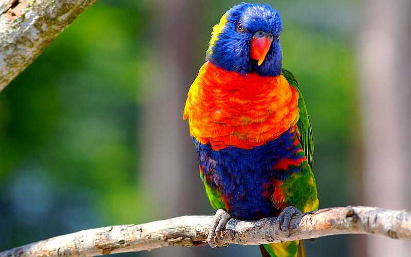 Rainbow Lorikeet, branch, colorful birds, parrot, Trichoglossus moluccanus, HD wallpaper