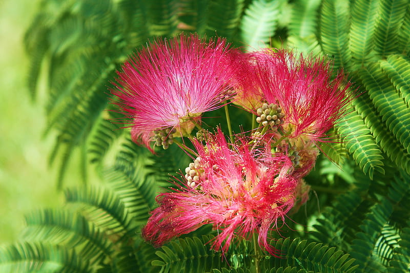 Mimosa Blooms, pink flowers, blooms, minosa, feathers, HD wallpaper