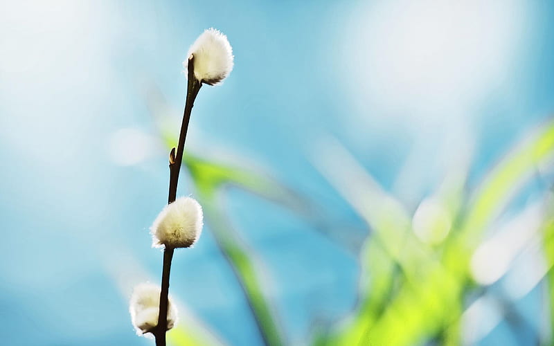 willow buds-Plant macro graphy, HD wallpaper