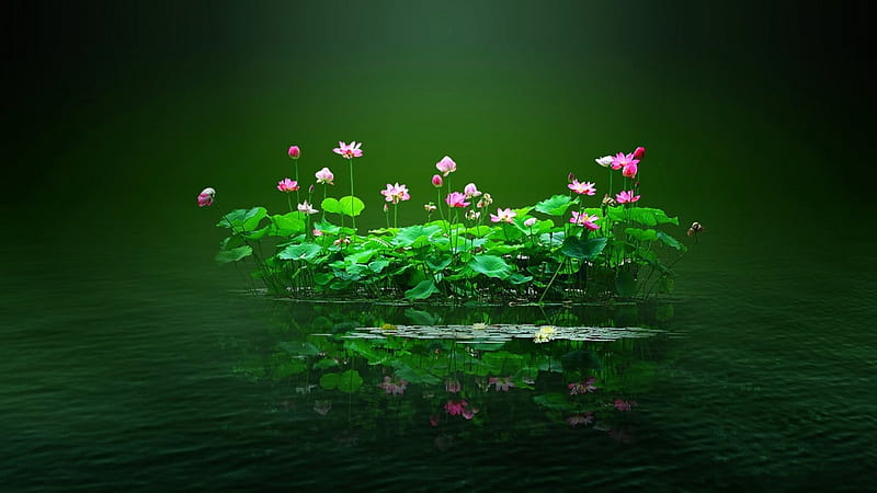 HD wallpaper với hoa sen, nước và hồ, màu xanh lá cây và màu hồng tươi sáng mang đến cảm giác sống động như bạn đang đứng trước đó. Những hình ảnh này mô tả một khung cảnh tuyệt đẹp của thiên nhiên và đem lại cảm giác thư giãn và yên bình cho bạn.