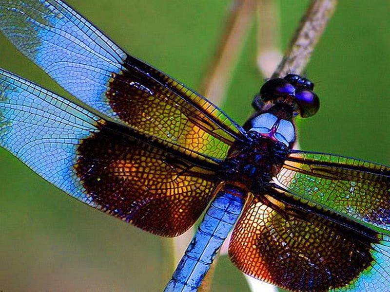dragonfly wings, dragonfly, wings, blue, demselfly, HD wallpaper