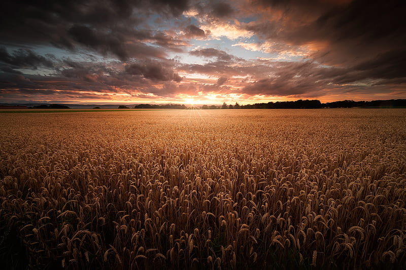 1920x1080px, 1080P free download | Earth, Wheat, Field, Summer, HD ...