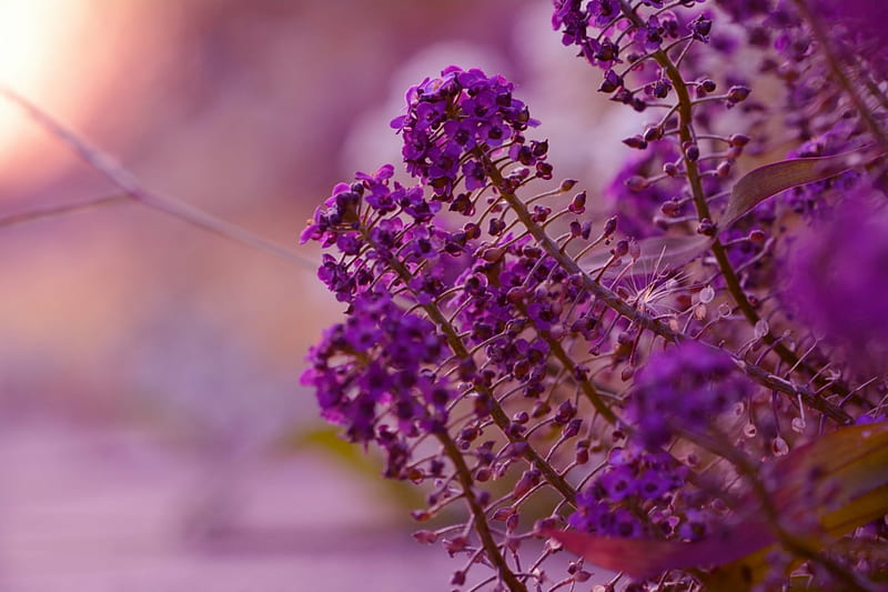 Purple Passion, purple flowers, color purple, purple, HD wallpaper