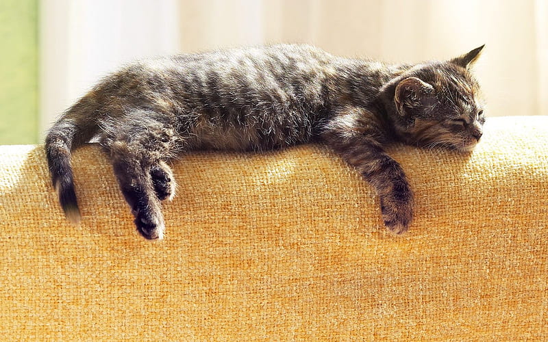 nap little cat, HD wallpaper