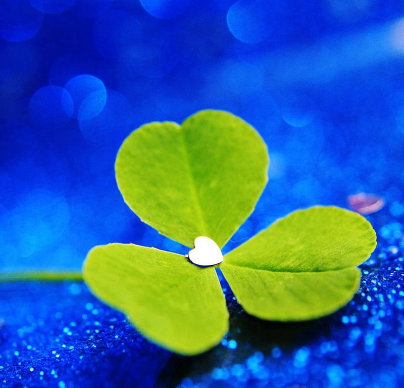 Lucky in love, green, clover, love, heart, lucky, blue, HD wallpaper