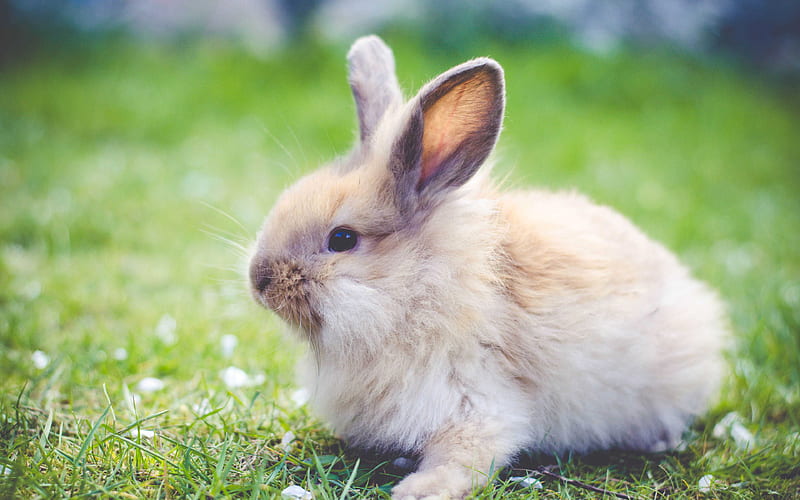 fluffy beige rabbit, pets, spring, green grass, rabbits, HD wallpaper