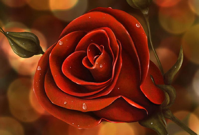 red rose, red, lovely, rose, soft, bud, nice, delecte, plants, blossoms, flowers, nature, blooms, HD wallpaper