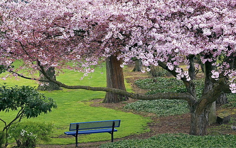 cherry blossom park-spring Album, HD wallpaper
