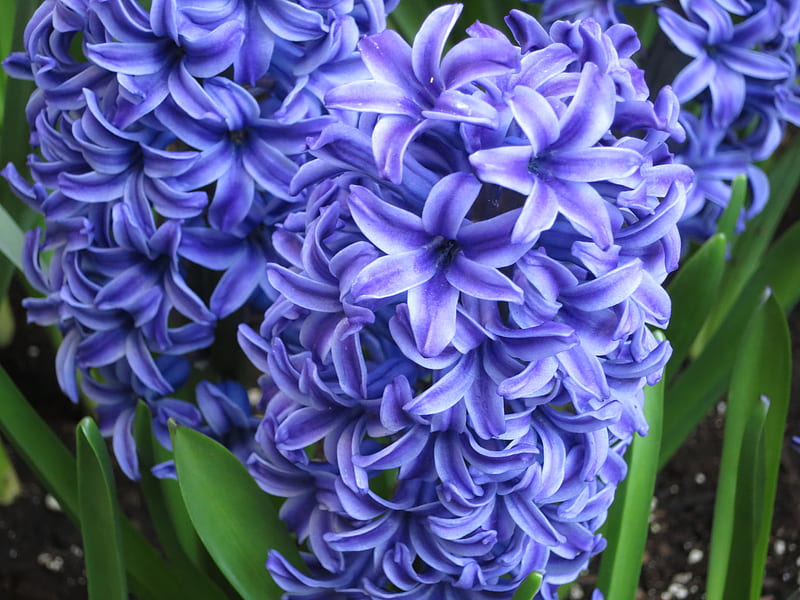 Blue hyacinth, purple, hyacints, flowers, nature, spring, blue, winter, 4D, pretty, HD wallpaper