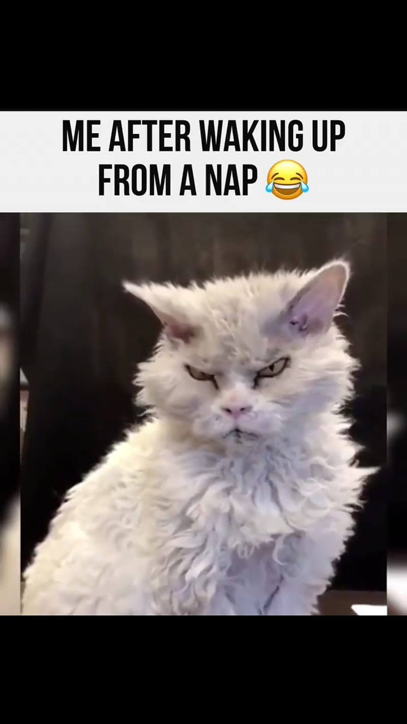grumpy, cat, dog, grumpy cat, mad, nap, sad, HD phone wallpaper